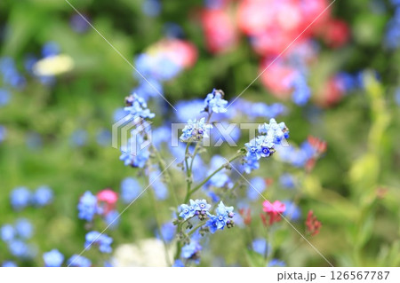 シノグロッサム（or シナワスレナグサ） 126567787