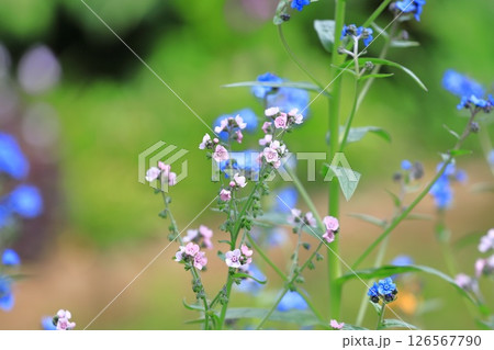 シノグロッサム（or シナワスレナグサ） 126567790