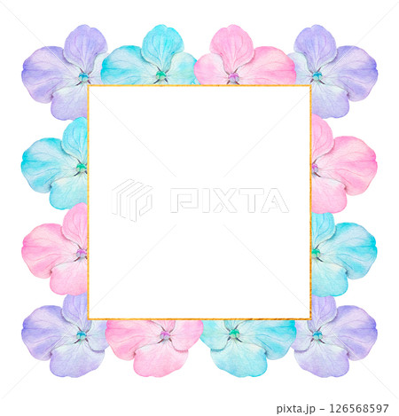 Square frame made of hydrangea petals and gold line. Watercolor painting of blue, pink and purple hydrangea petals isolated on a white background. 126568597