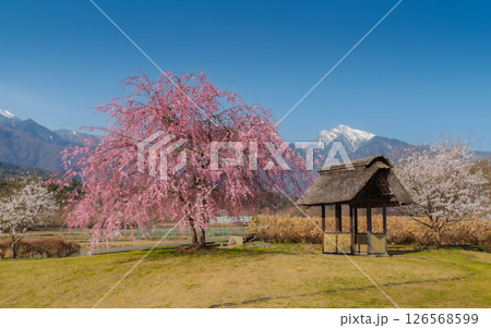 Cherry Blossoms and a Traditional Rest House in Countryside in Yamanashi Japan 126568599