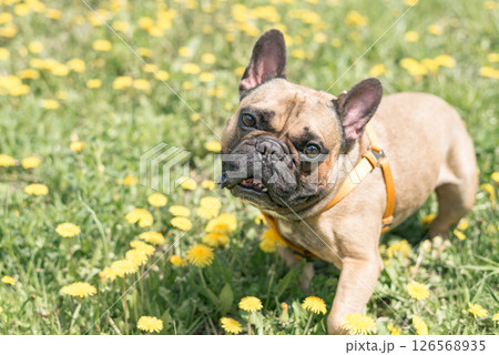 french bulldog playing outdoors among the dandelion lawn 126568935