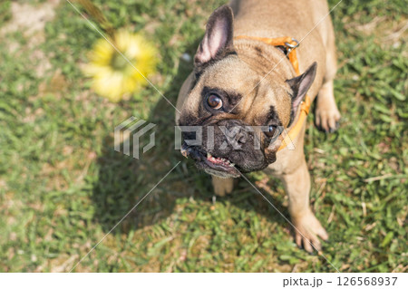 French bulldog dog sitting on blanket in grass and looking at dandelion French bulldog dog sitting on blanket in grass and looking at dandelion 126568937