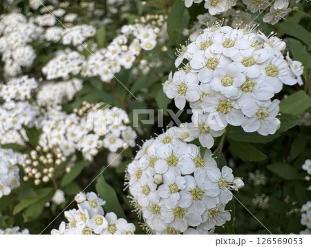 ユキヤナギの花 ユキヤナギの花 126569053