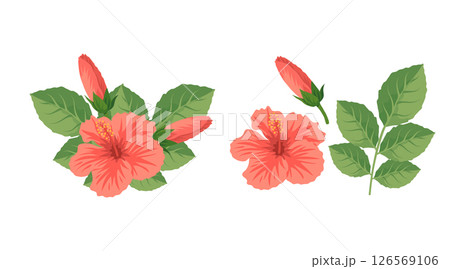 Tropical Hibiscus Flowers and Leaves Vector Illustration Tropical Hibiscus Flowers and Leaves Vector Illustration 126569106