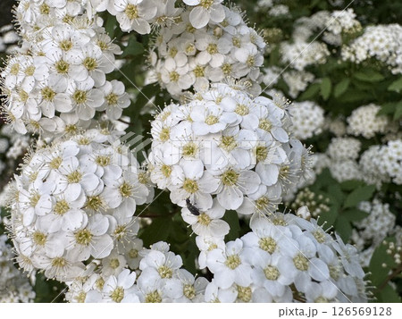 ユキヤナギの花 ユキヤナギの花 126569128