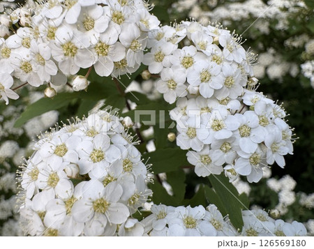 ユキヤナギの花 126569180