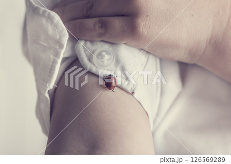 Child in white shirt playing with a red ladybug Child in white shirt playing with a red ladybug 126569289