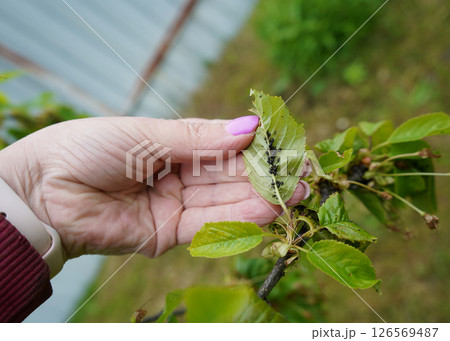 Black bean aphid on the cherry tree leaves, pests in garden. 126569487