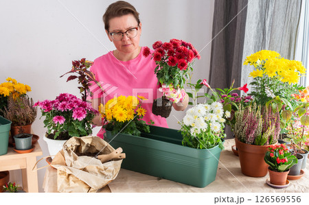 A 50-year-old woman transplanting autumn chrysanthemums into pots, decorating her home is terrace or balcony with vibrant seasonal flowers 126569556