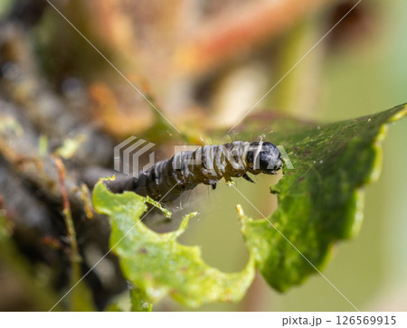 Caterpillar Feeding on Green Leaf Close-Up Caterpillar Feeding on Green Leaf Close-Up 126569915