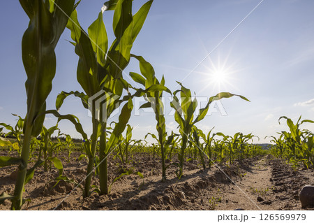 growing crop of corn in early summer on fertile soil in the field , subsistence farming, a field with green corn sprouts against a blue sky growing crop of corn in early summer on fertile soil in the field , subsistence farming, a field with green corn sprouts against a blue sky 126569979