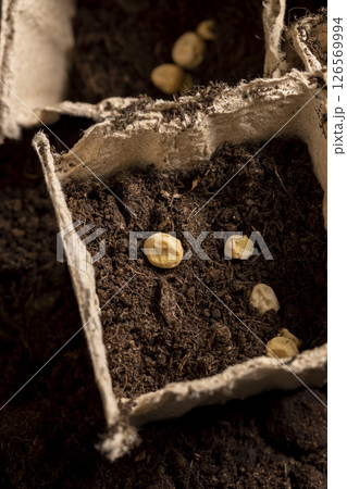 pots with soil and pea seeds , planting dried pea grains in fertile soil in biodegradable pots, closeup pots with soil and pea seeds , planting dried pea grains in fertile soil in biodegradable pots, closeup 126569994