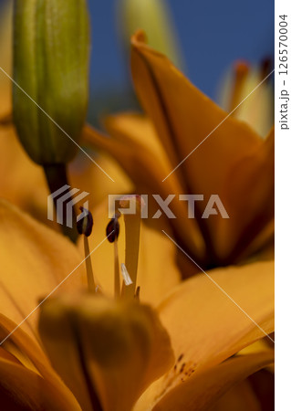orange lily flowers in spring, blooming lily in sunny weather during flowering orange lily flowers in spring, blooming lily in sunny weather during flowering 126570004