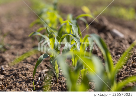 corn plants at dawn in the spring, a monocultural field with fresh corn sprouts in fertile soil with fertilizers 126570023