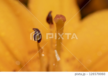 lily flowers covered with water droplets in spring, wet lily in sunny weather during flowering lily flowers covered with water droplets in spring, wet lily in sunny weather during flowering 126570060
