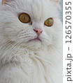 White persian cat closeup revealing piercing golden eyes, displaying plush fur with regal demeanor against soft background 126570355