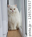 Elegant white persian cat perching gracefully near window curtain, gazing outside with serene expression 126570357