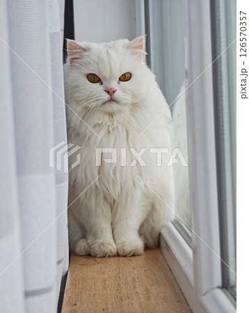 Elegant white persian cat perching gracefully near window curtain, gazing outside with serene expression Elegant white persian cat perching gracefully near window curtain, gazing outside with serene expression 126570357
