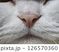 Extreme closeup of a white cat nose revealing fine textures and soft pink pigmentation 126570360