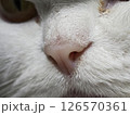Extreme close up revealing soft pink feline nose nestled within pristine white fur, capturing intricate textural details 126570361