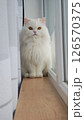 Fluffy white persian cat sitting on a windowsill, soaking up the warm daylight and enjoying a cozy moment indoors 126570375