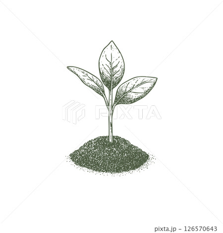 Small sprout illustration with three leaves growing from soil, in vintage engraving style. Small sprout illustration with three leaves growing from soil, in vintage engraving style. 126570643