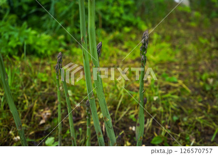 Asparagus plant growing in soil, young asparagus plant sprouting in organic garden Asparagus plant growing in soil, young asparagus plant sprouting in organic garden 126570757