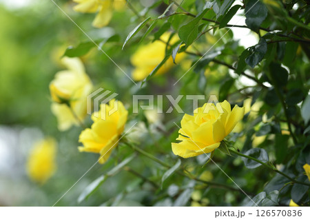 近所で見た　黄色のバラ 126570836