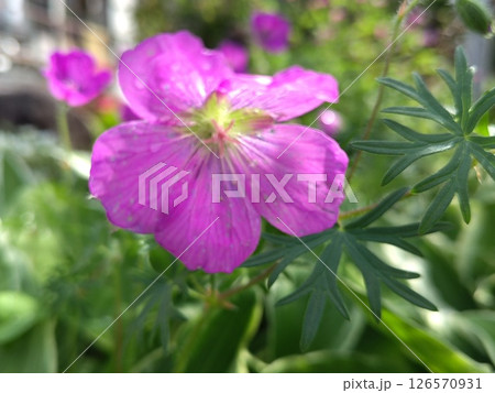 アケボノフウロの花 126570931