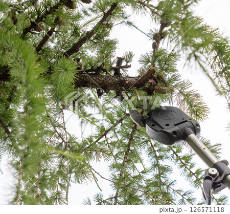 Gardener trimming branches. Spring work. Close-up of pruning branches on an old tall European larch with high pruning shears. Gardener trimming branches. Spring work. Close-up of pruning branches on an old tall European larch with high pruning shears. 126571118