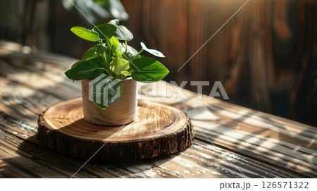 Wood Slice Used As A stand for potted plant 126571322