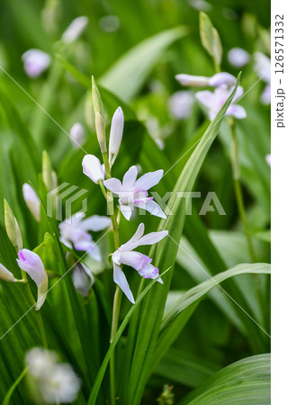 クチベニシラン　Hyacinth orchid 126571332