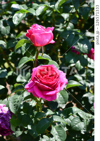 バラ「オセロ」Rose "Othello" 126571333