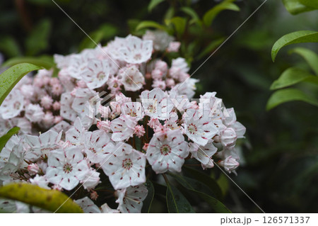 カルミア カルミア 126571337