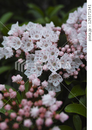 カルミア 126571341