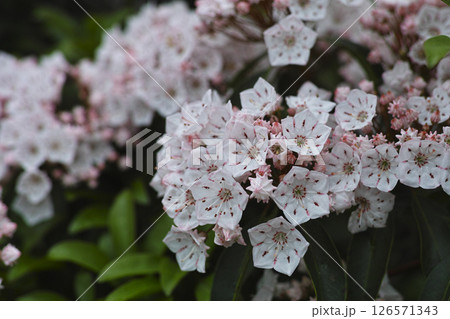 カルミア 126571343