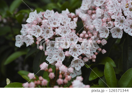 カルミア 126571344