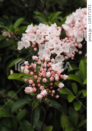 カルミア 126571351