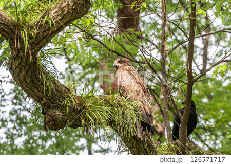 森の中のトビ　京都御苑 126571717