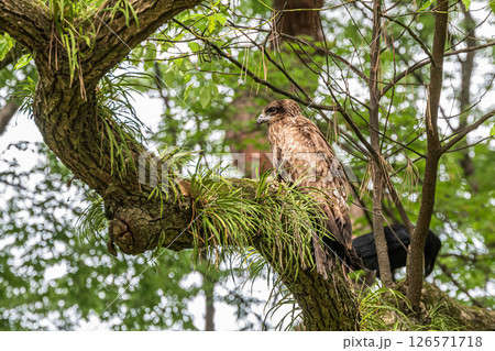 森の中のトビ　京都御苑 126571718