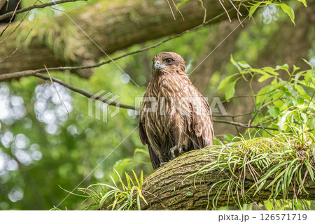 森の中のトビ　京都市京都御苑 126571719