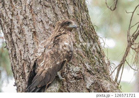 森の中のトビ　京都市京都御苑 126571721