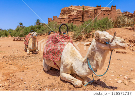 Camels caravan sleeping at the ancient Ait Benhaddou ksar morrocan village walls and castle kasbah , Ouarzazate province, Morocco Camels caravan sleeping at the ancient Ait Benhaddou ksar morrocan village walls and castle kasbah , Ouarzazate province, Morocco 126571737