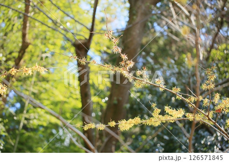 マンサクの花 マンサクの花 126571845