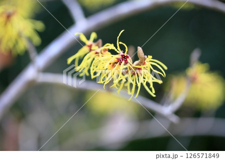 マンサクの花 126571849