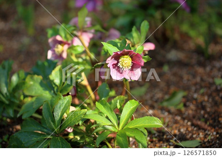 クリスマスローズの花 126571850