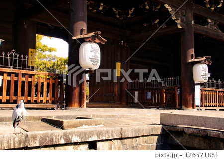 京都府 東寺・南大門(重要文化財) 京都市 南区 九条町 2022年2月 京都府 東寺・南大門(重要文化財) 京都市 南区 九条町 2022年2月 126571881