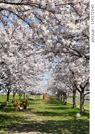 矢切取水場横の桜並木 126572040