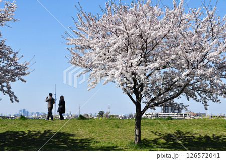 矢切取水場横の桜並木 矢切取水場横の桜並木 126572041