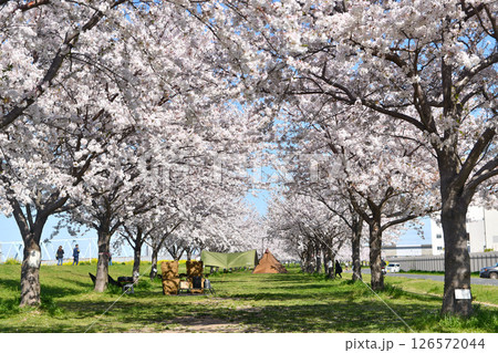 矢切取水場横の桜並木 126572044